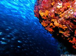 School of Harengula thrissina and orange cup coral, two o... by Ramón Domínguez 